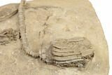 Four Detailed Fossil Crinoids - Crawfordsville, Indiana #188690-7